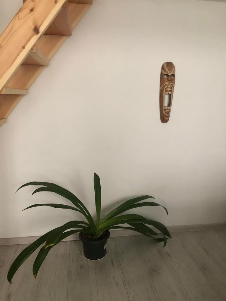 Wymienię rośliny: dracena, juka, kliwia