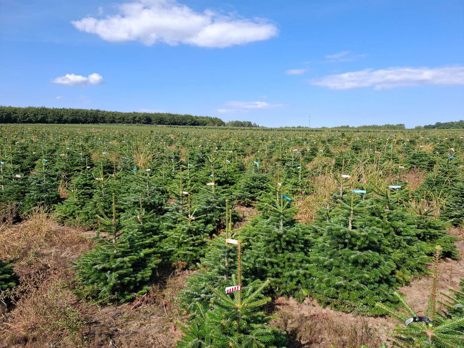 Jodła Kaukaska w donicy PREMIUM 150-175 cm/cięta od Tuchoinki.pl