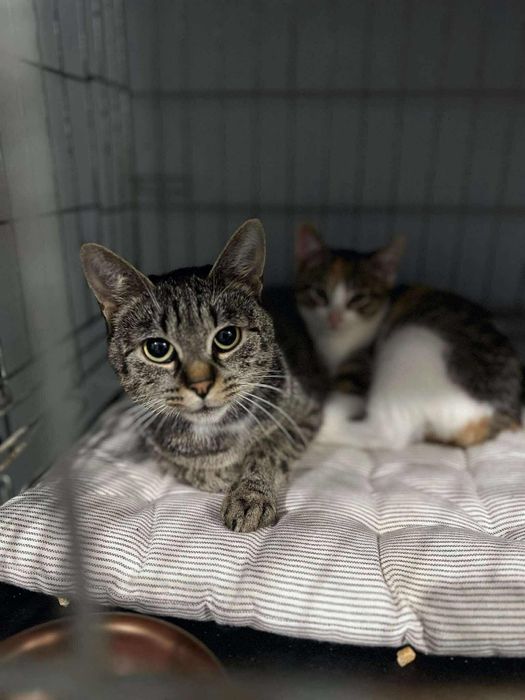 Havana poleca się do adopcji/Poznań