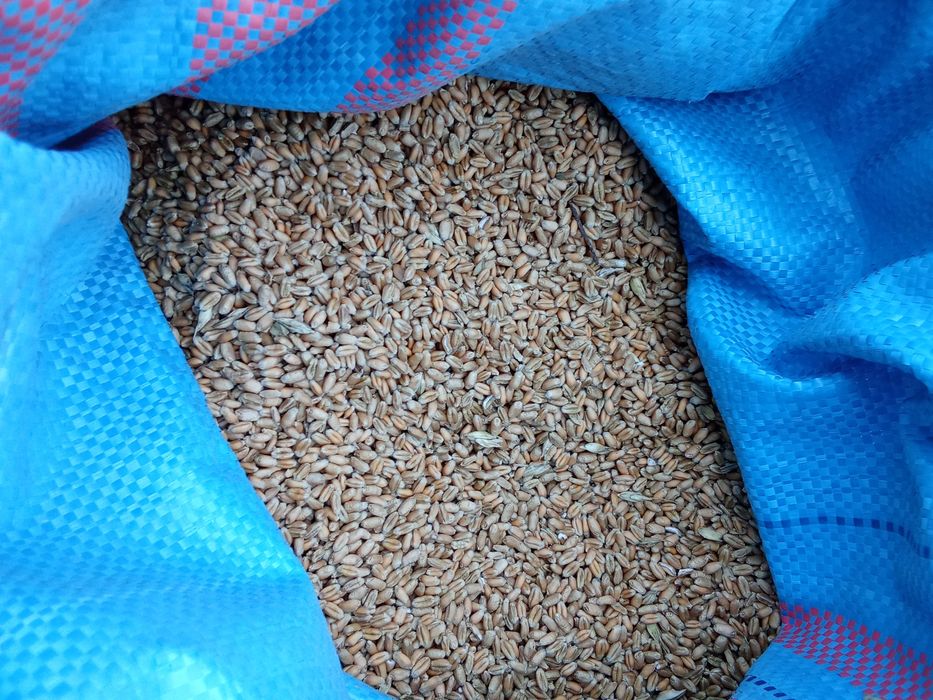 Żyto tegoroczne ekologiczne