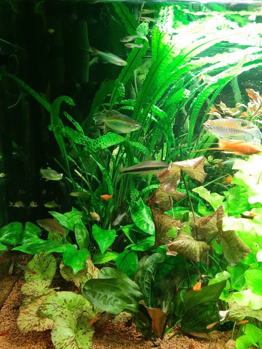 Rośliny akwariowe