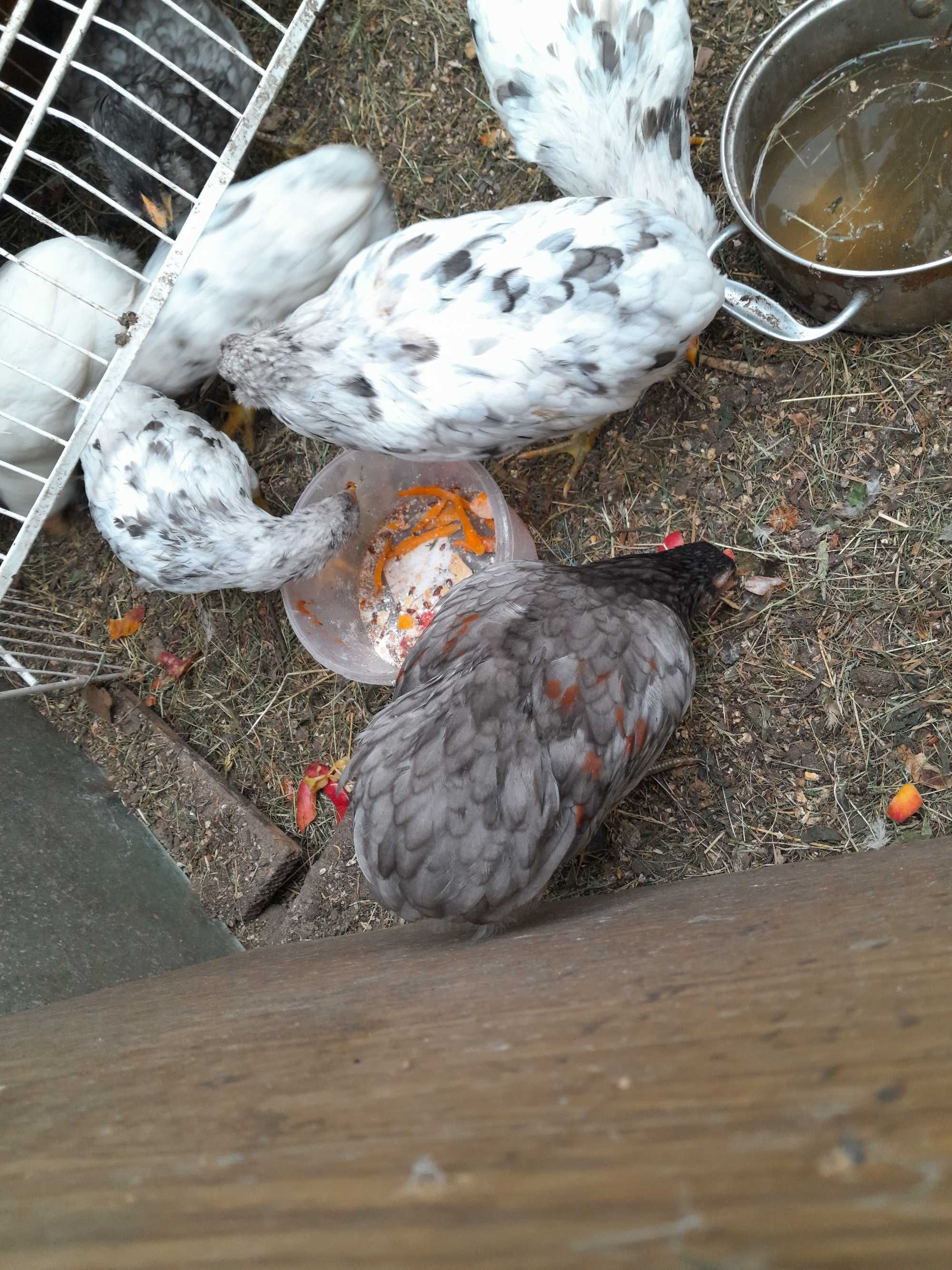 Sprzedam jajka lęgowe kurczęta araucana / Kury z kogutami i koguty