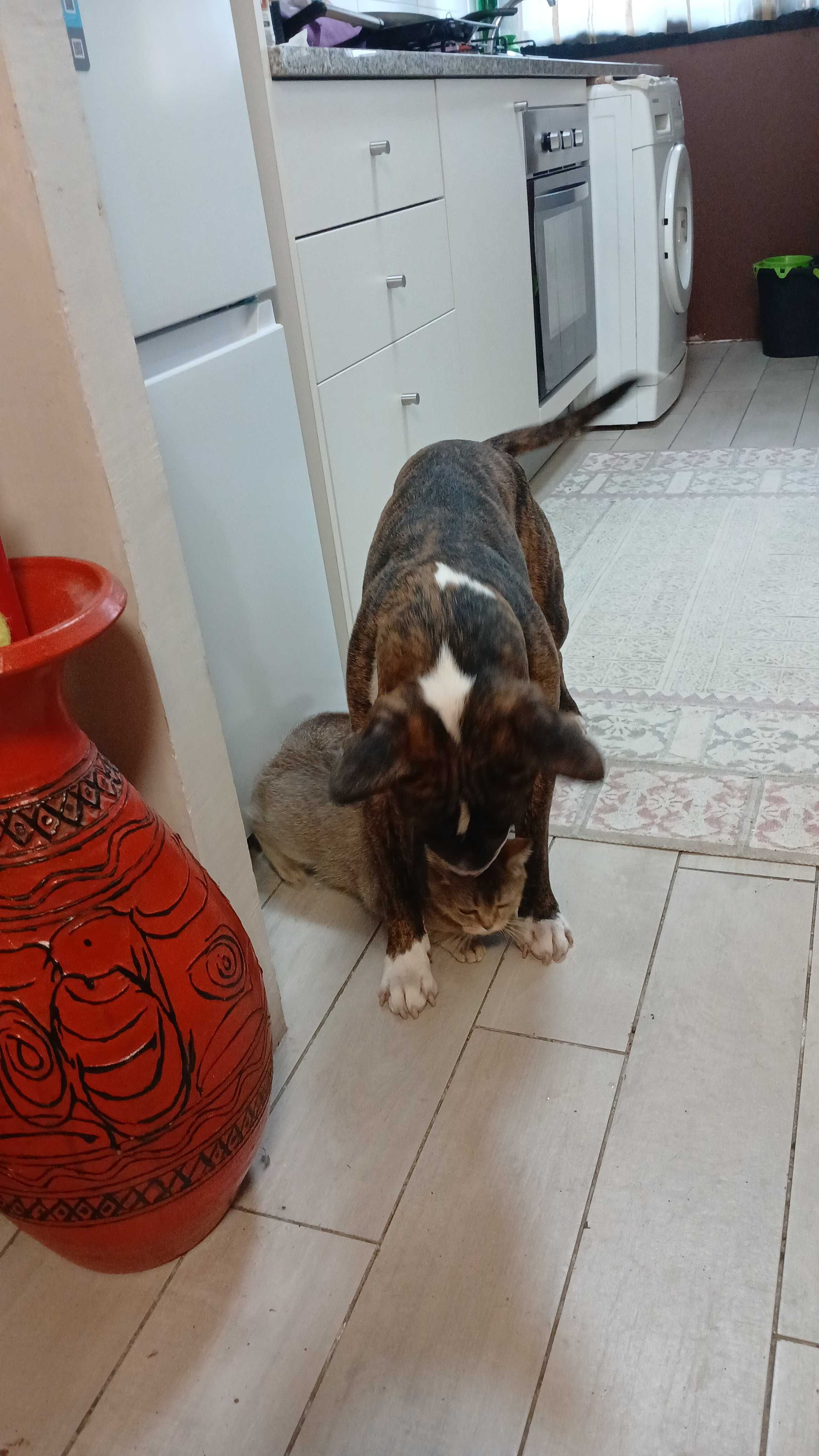 Dou cão  para adocao