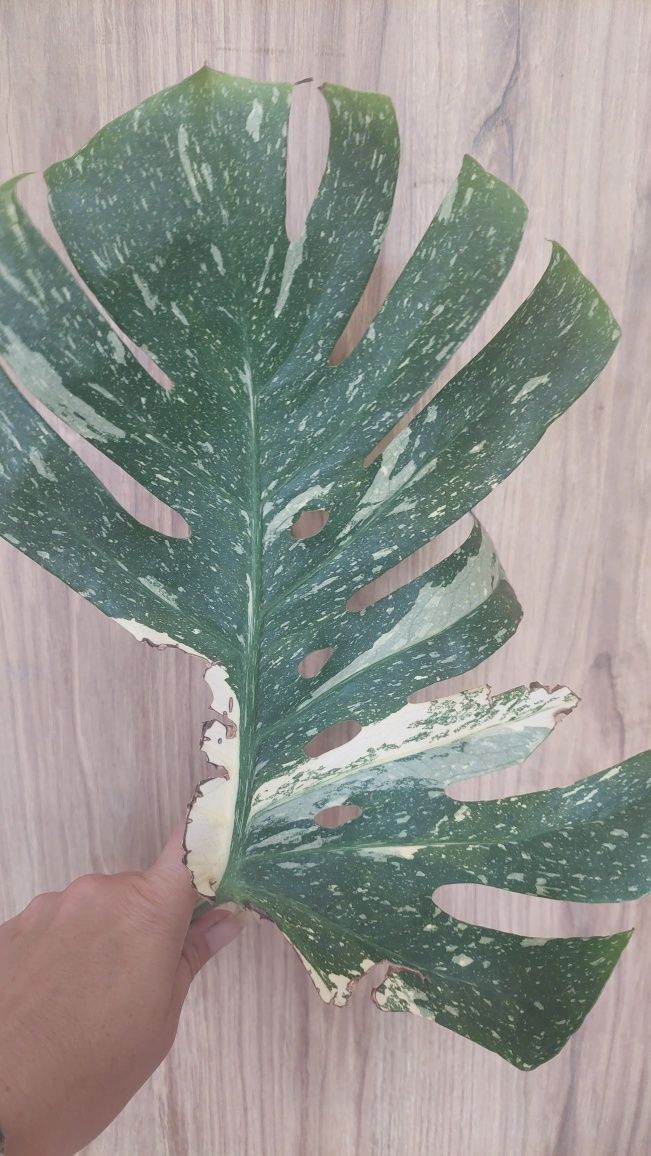 Monstera Thai #2