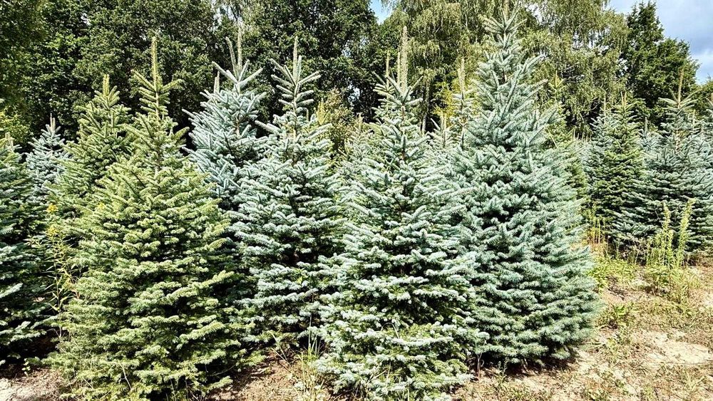 CHOINKI Świerk srebrny HURT własna plantacja cięte donice transport