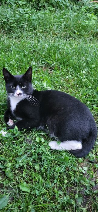 Котик Орео, в добрі руки!