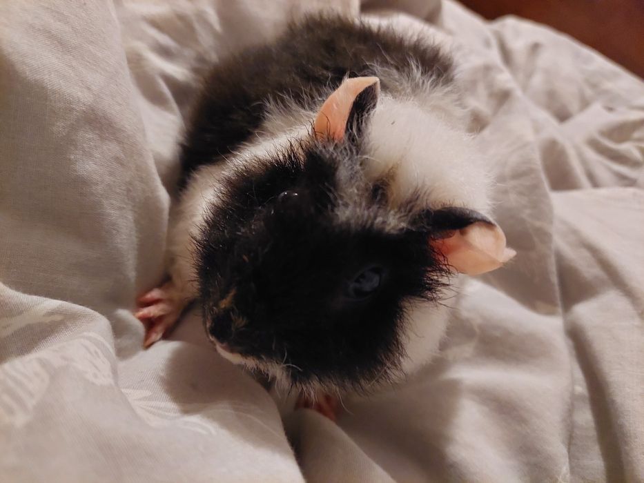 Świnka morska - samiczka