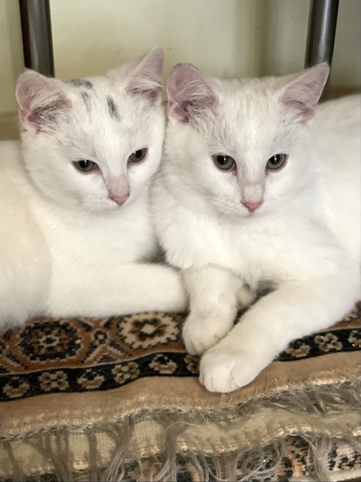 Отдам двух котят в хорошие руки