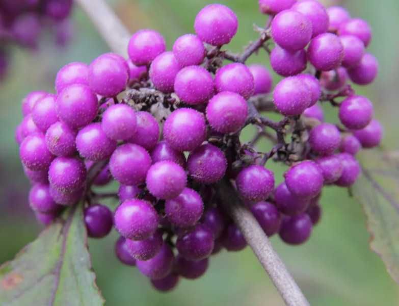 PIĘKNOTKA PROFUSION - sadzonki w doniczkach