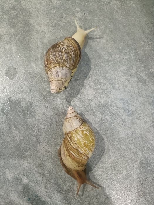 Ślimaki afrykańskie