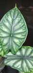 Alocasia Baginda duża kolekcjonerska