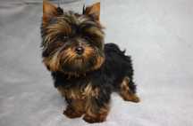 Yorkshire Terrier - szczenię ( york )