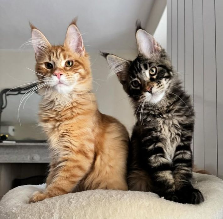 Шикарные детки мейн-кун на продажу