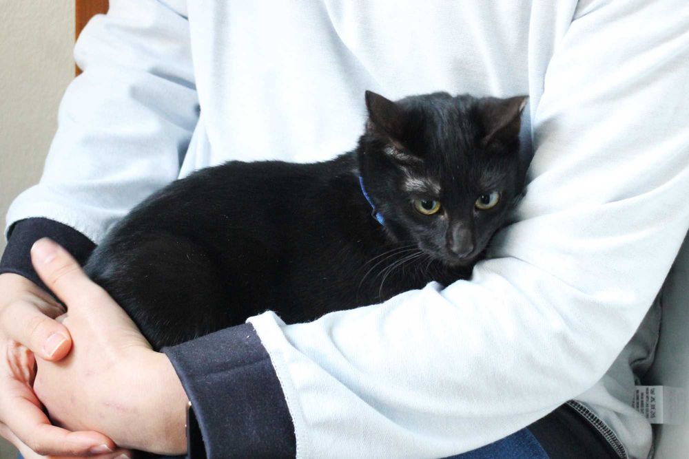 ESTERILIZADA | Gata juvenil disponível para adoção responsável