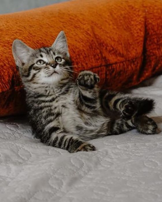 Котенок бесплатно