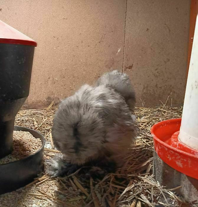 Kura kury Rosy naturalne ekologiczne kury pisklaki kury Rosy araukany