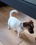 Jack Russell Terrier