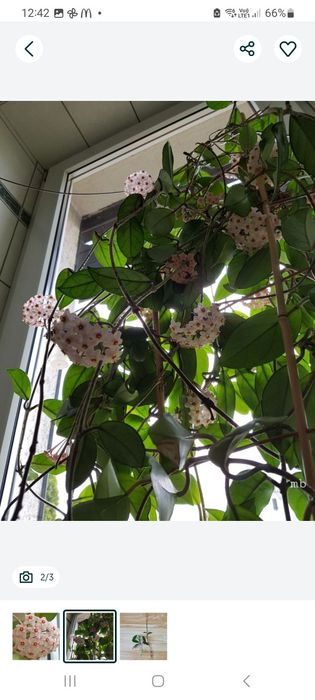 Hoja, hoya tzw. Woskownica