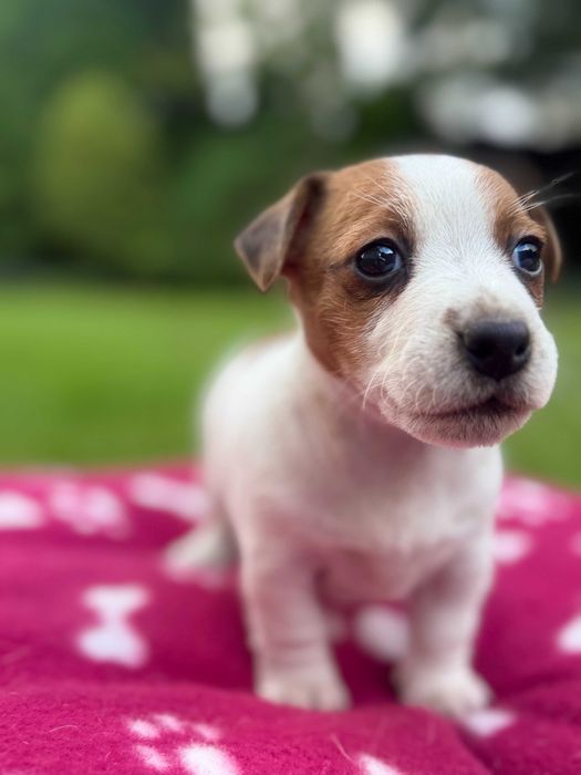 Jack Russell Terrier SUCZKA od #Smartie Jacks# pure breed female