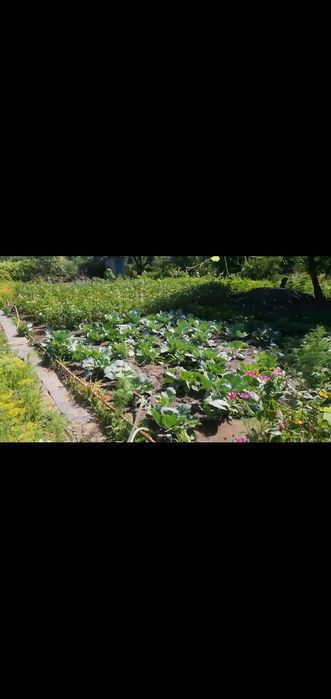 Доглянута дача з будинком (Хімік 3)