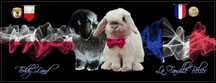 królik Teddy karzełek królik mini lop FRANCJA idealne linie hodowlane