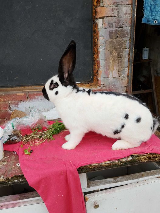 Samiec OSC gotowy do krycia