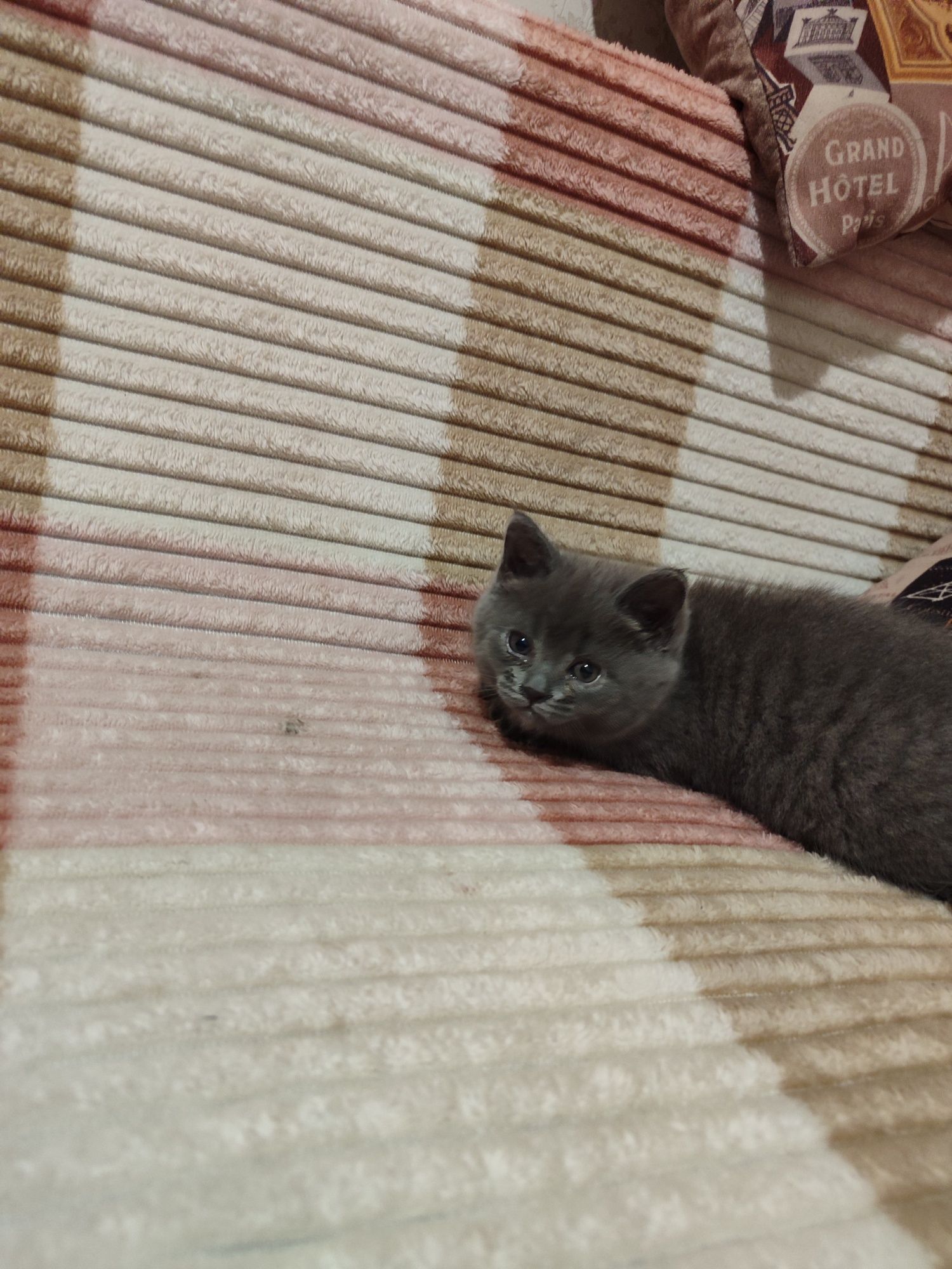 Кошеня дівчинка 2 місяці