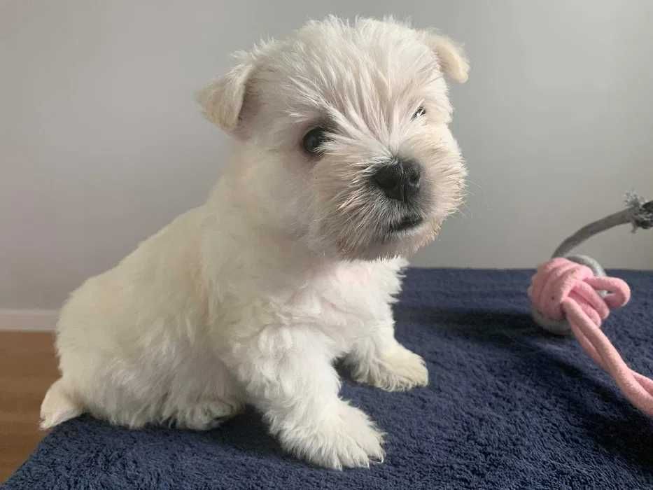 West Terrier ZKwP piesek po Championie