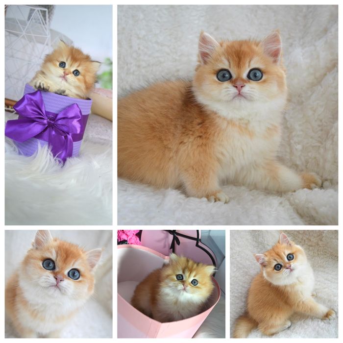 Британські котята золота шиншила