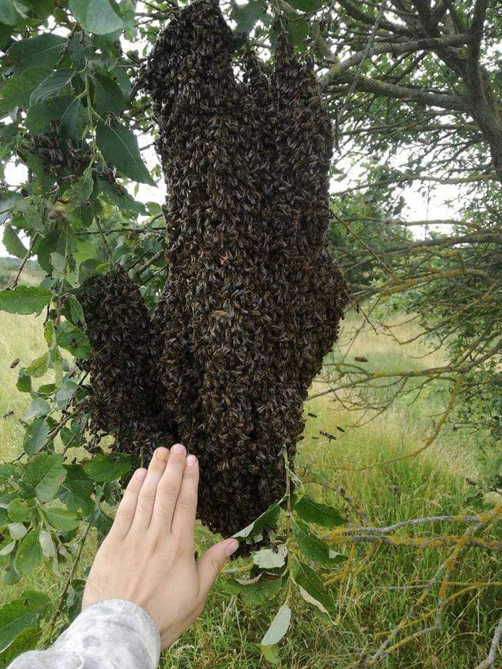Rój roje rodziny pszczele
