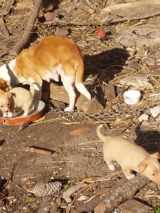 Adoção  6 cãozinho