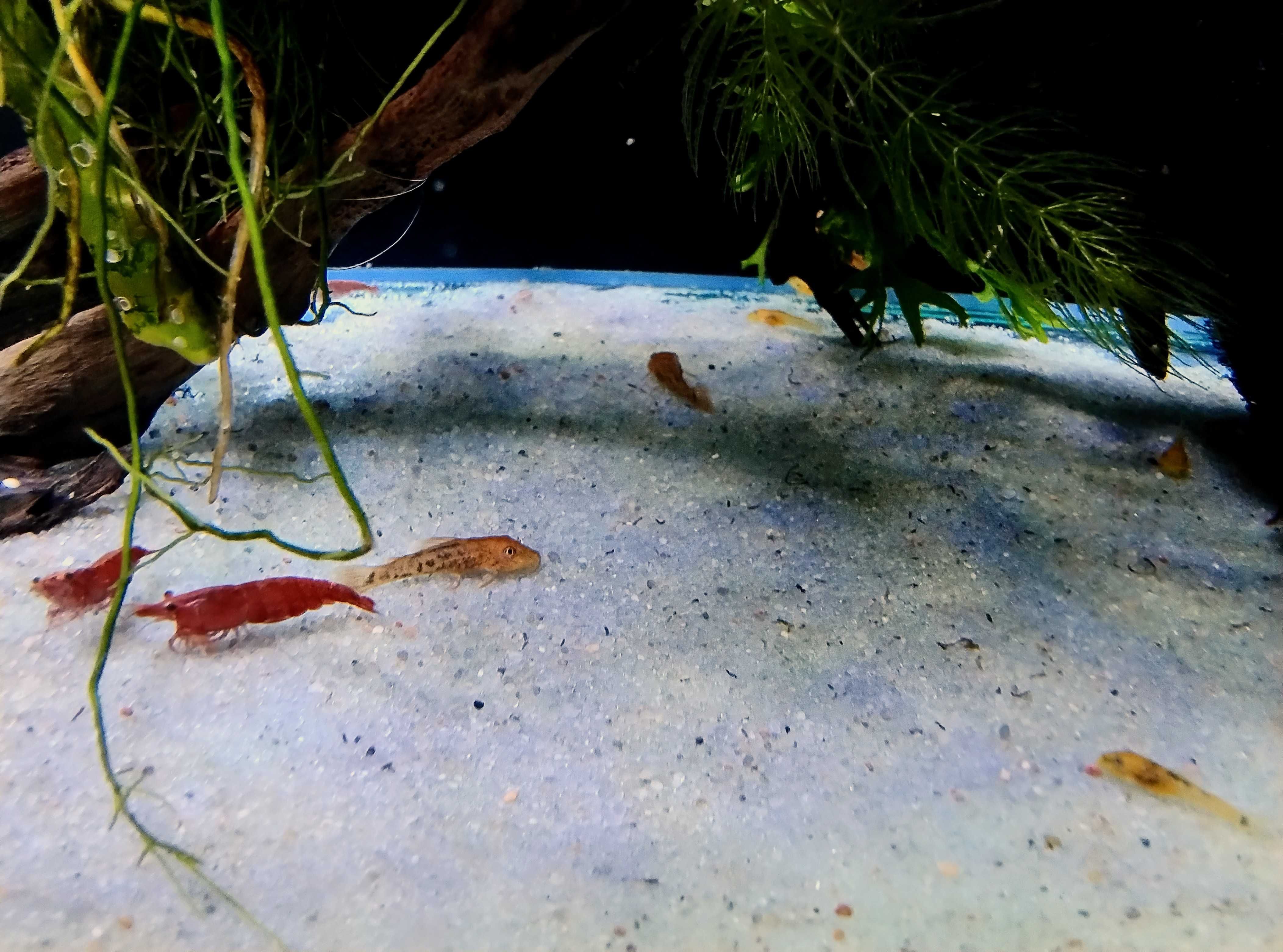 Ancistrusy sp. Super Red glonojad zbrojnik zbrojnki red