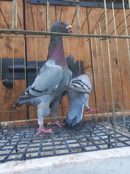 Golebie Rzeszowskie para