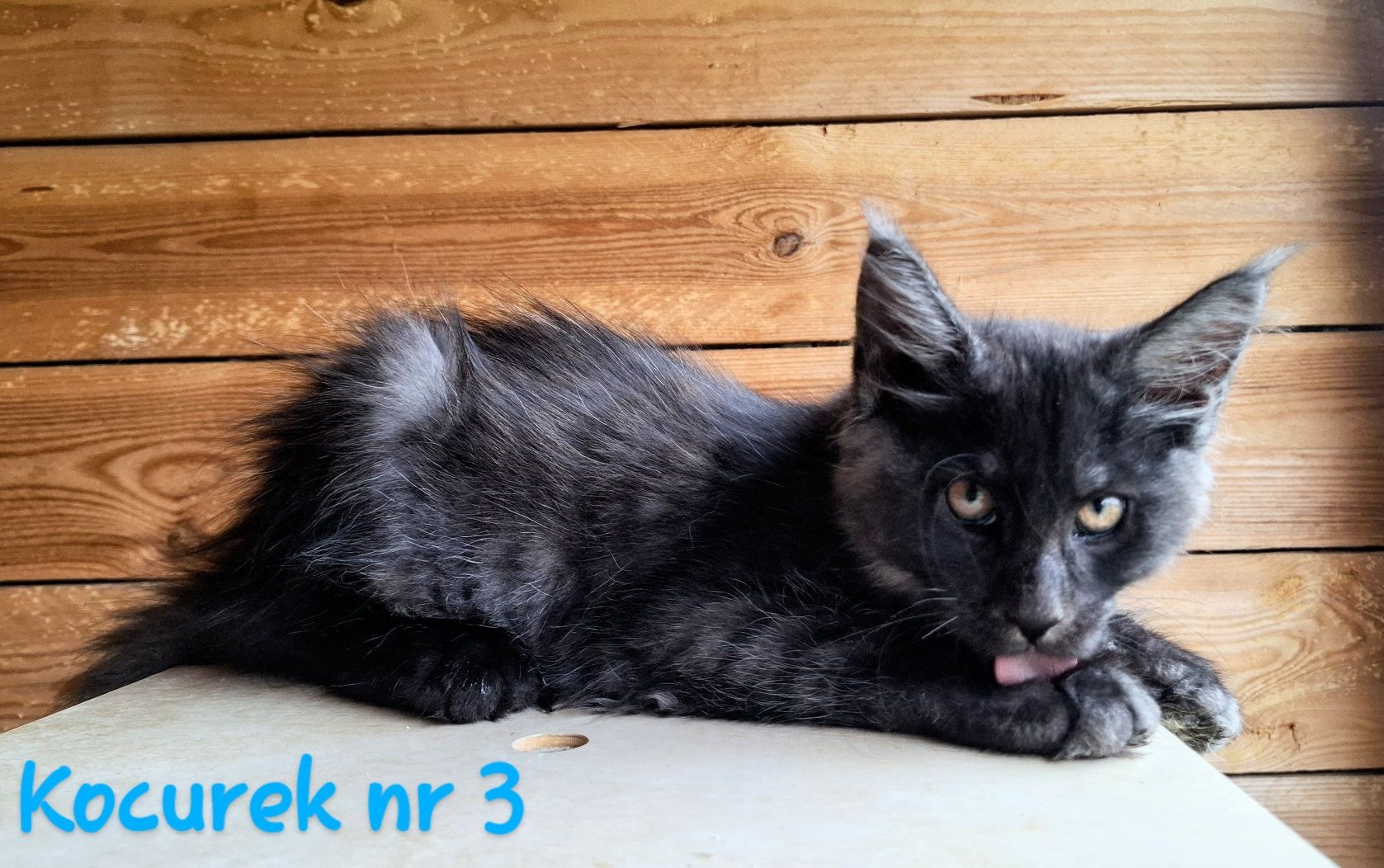 Śliczne kocurki Maine Coon FPL