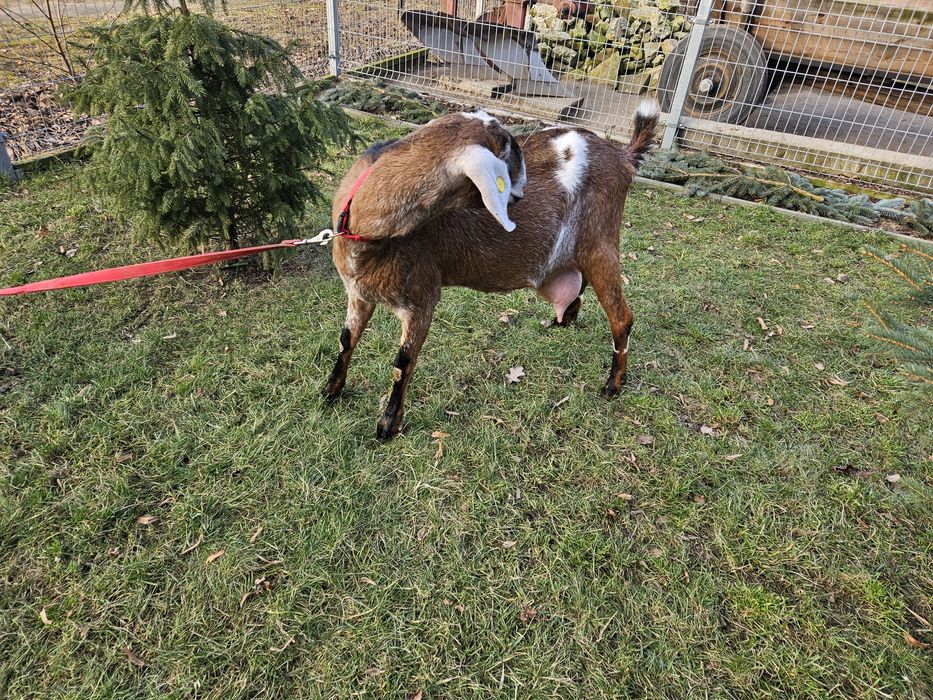Kozy Anglonubijskie 100%AN z rodowodami.