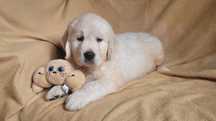 Golden Retriever FCI