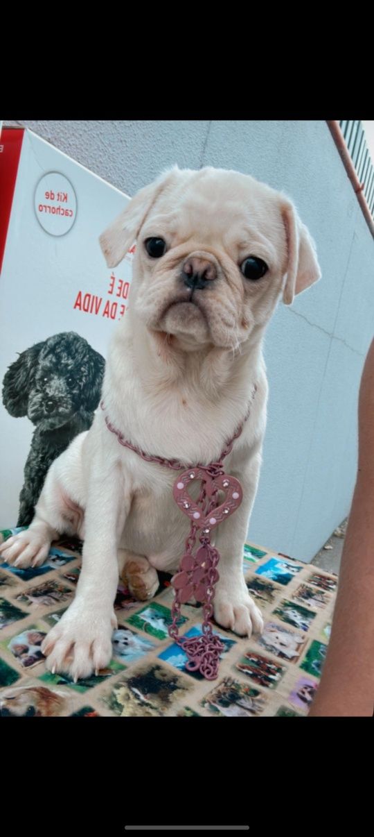 Pug femea branca