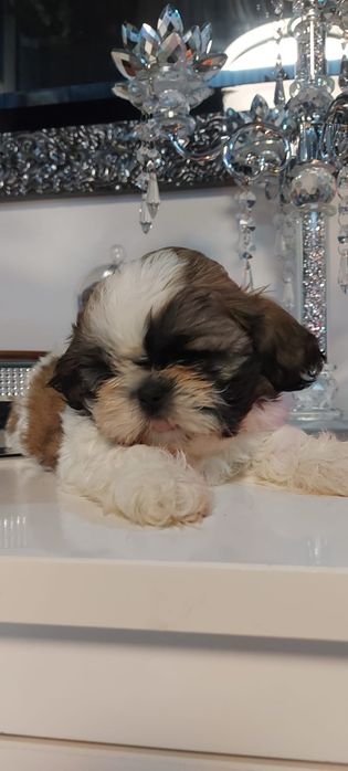 Osratnia suczka shih tzu