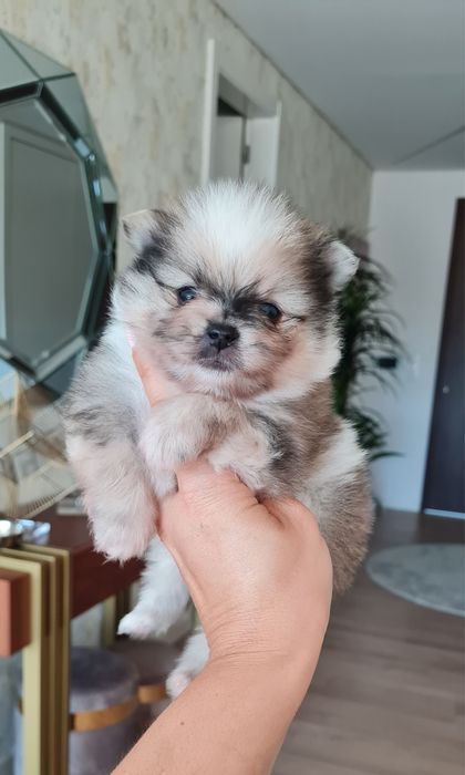 Estupendo Lulu da Pomerânia / Spitz Alemão Anão de Qualidade