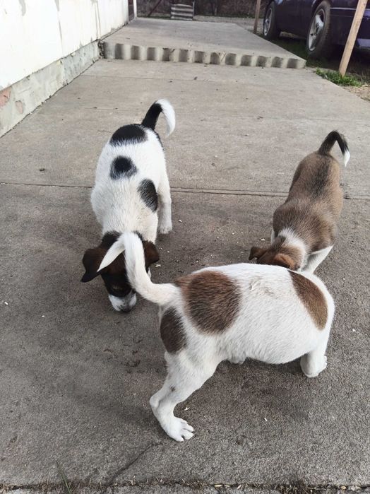 Отдам щенков в добрые руки