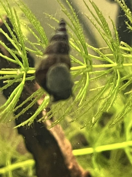 Slimaki Brotia herculea