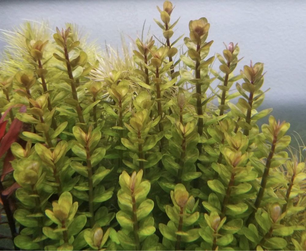 Plantas de Aquário Facil