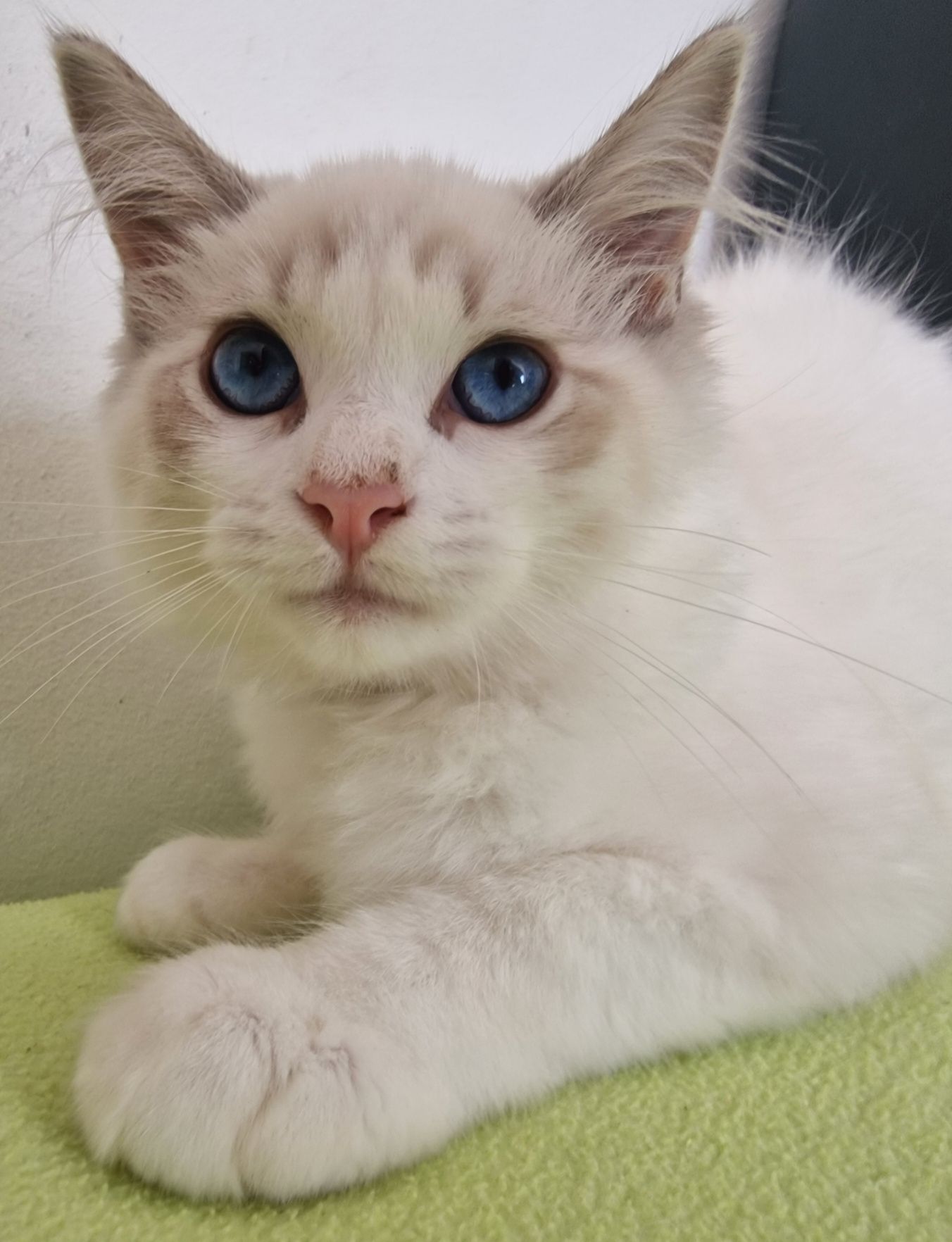 Kocurek Ragdoll blue bicolor lynx