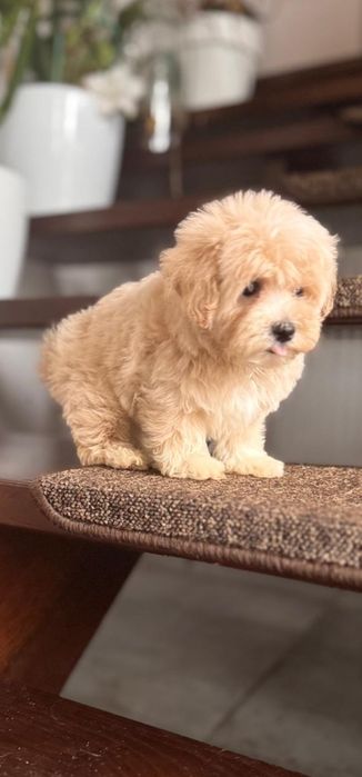 Maltipoo chłopczyk po tea cup pudelku