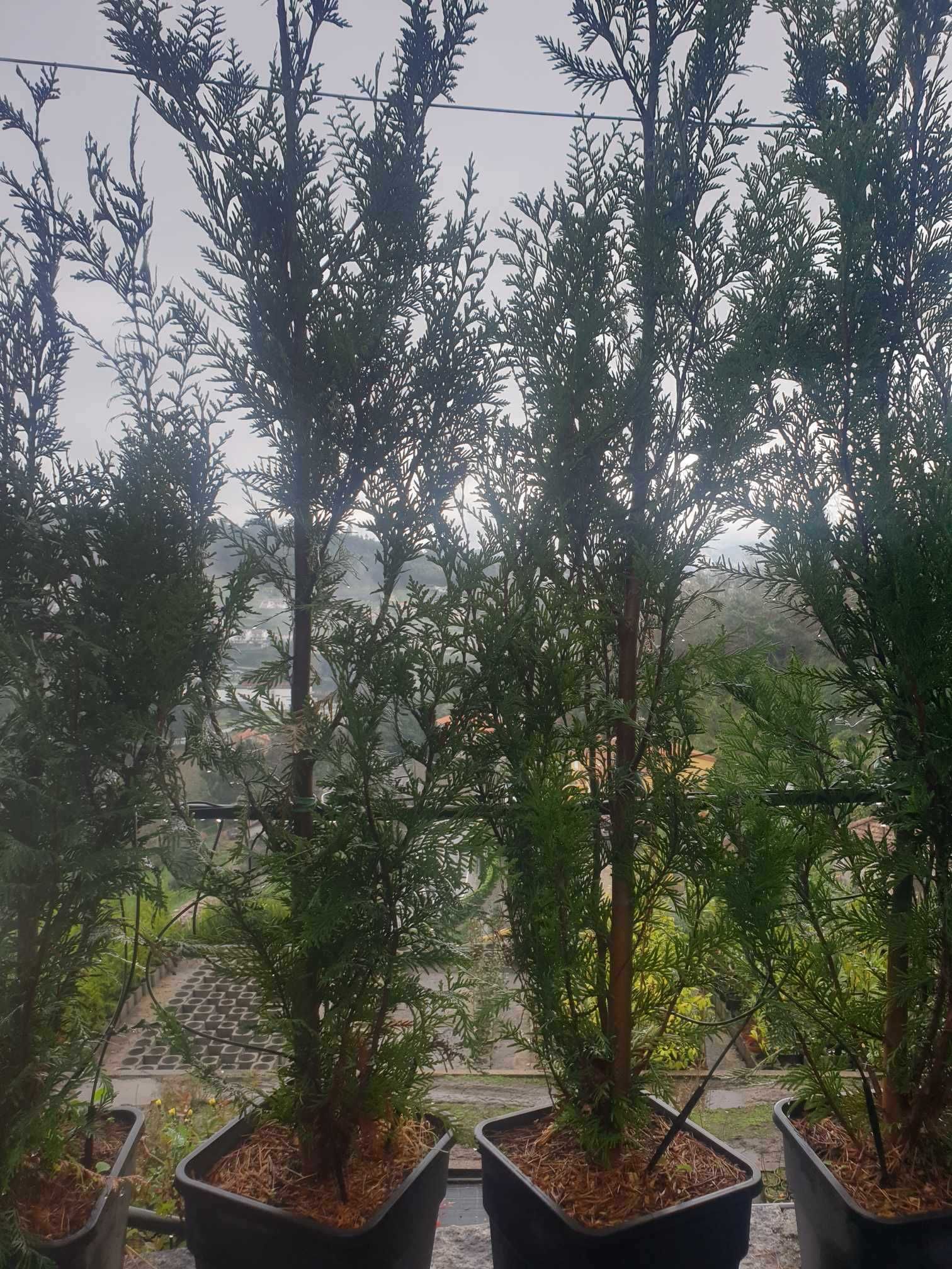 Thuja Atrovirens 1,25m/1,50m (usado para vedação).