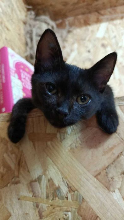 Кошеня -компаньйон Макс, 4,5 міс. Київ шукає родину