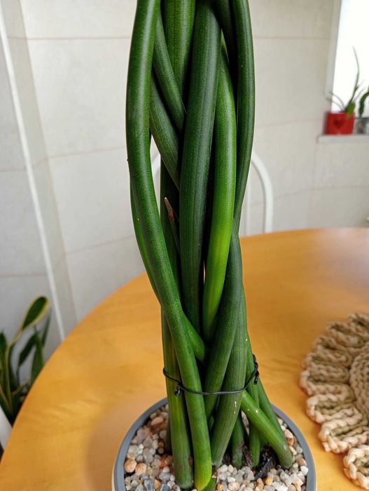 Planta natural suculenta