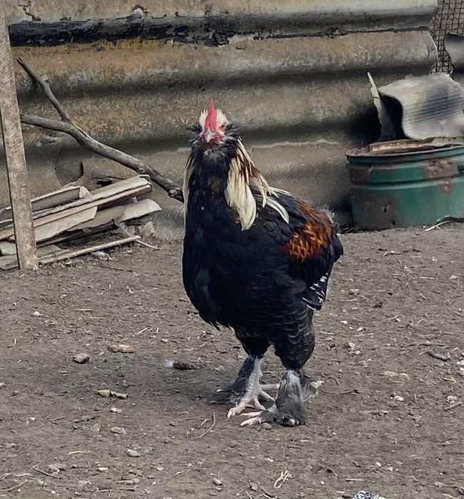 Півні Фавероль (також Маран, Амераукана, чубаті, бородаті, декор)