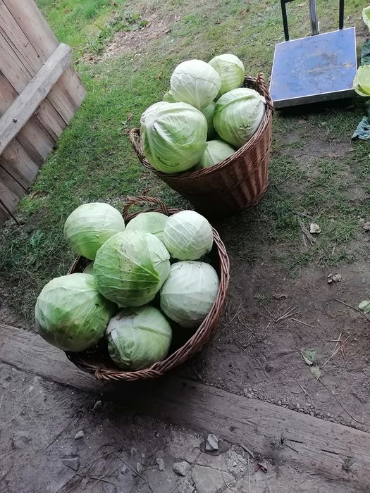 Kapusta szatkowana, Kamienna Głowa