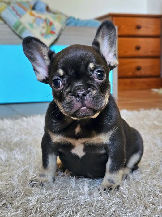 Bulldog Francês fêmea